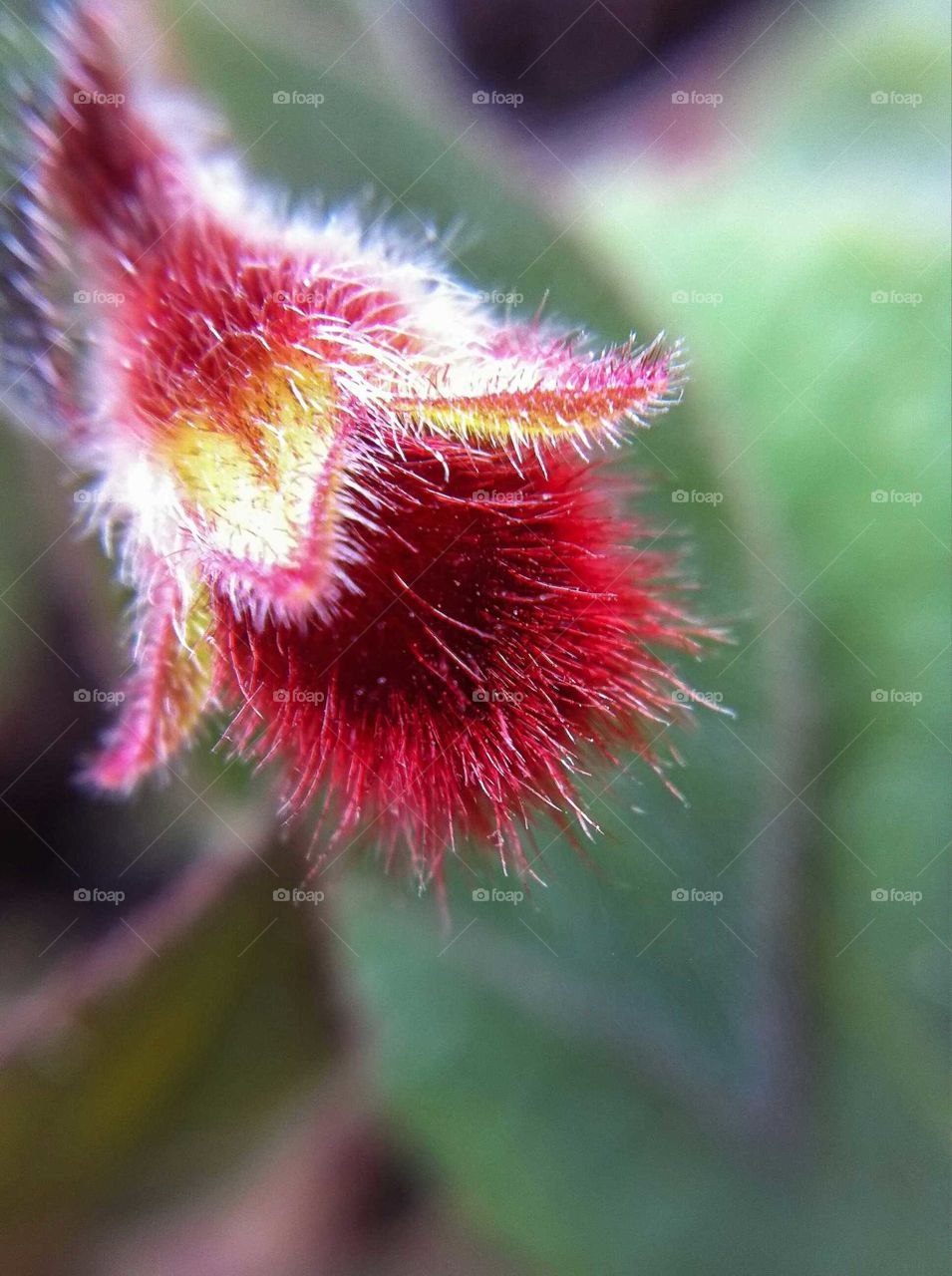 Macro flower