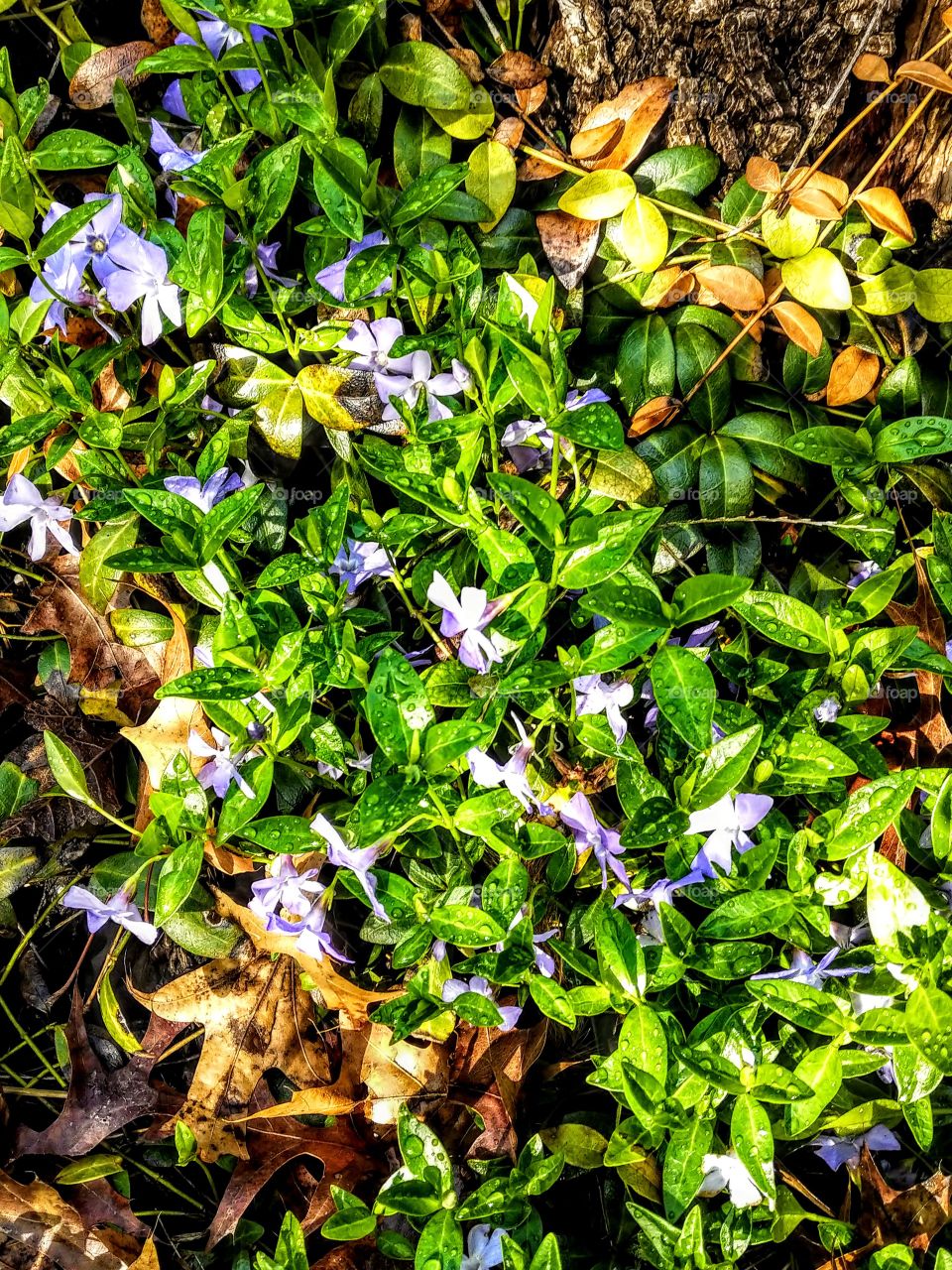 Little purple flowers