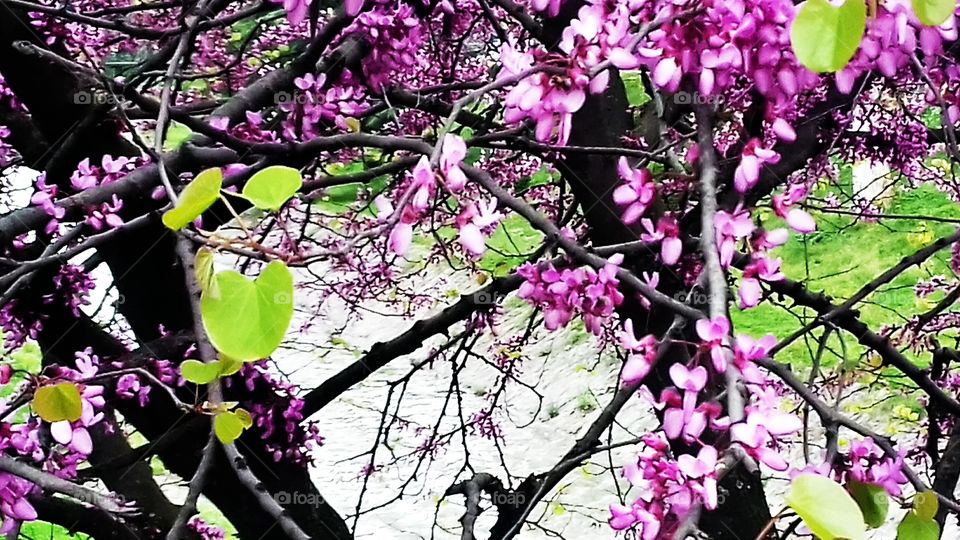 Spring in Tirana