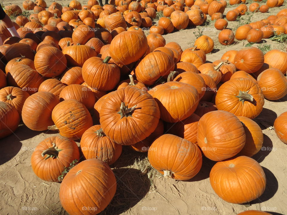 Abundance of pumpking