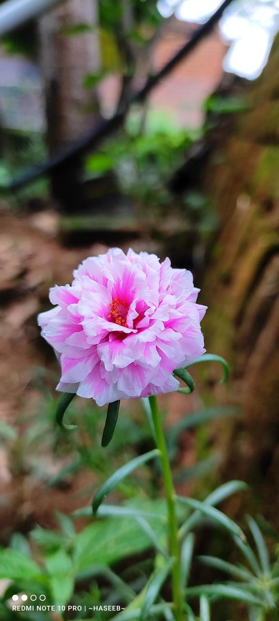 "Captivating burst of colors, these radiant blooms dance with nature's symphony. Each petal whispers tales of elegance, inviting joy and serenity. A visual masterpiece ready to adorn any space. 🌸✨ #FloralMagic #NatureArt"