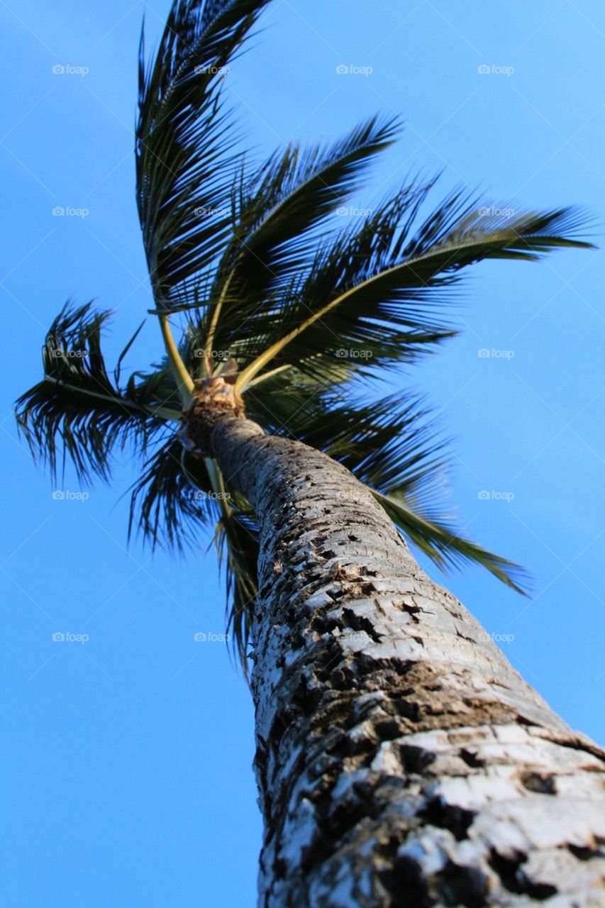 palm tree