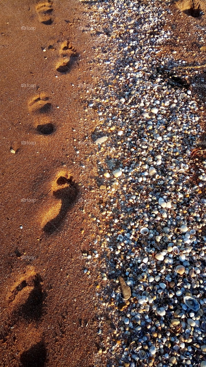 море.пляж.песок.след.ракушки.