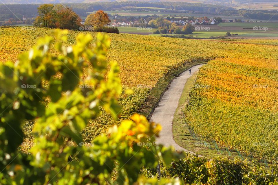 A person walks on a path through the autumn-colored vineyards