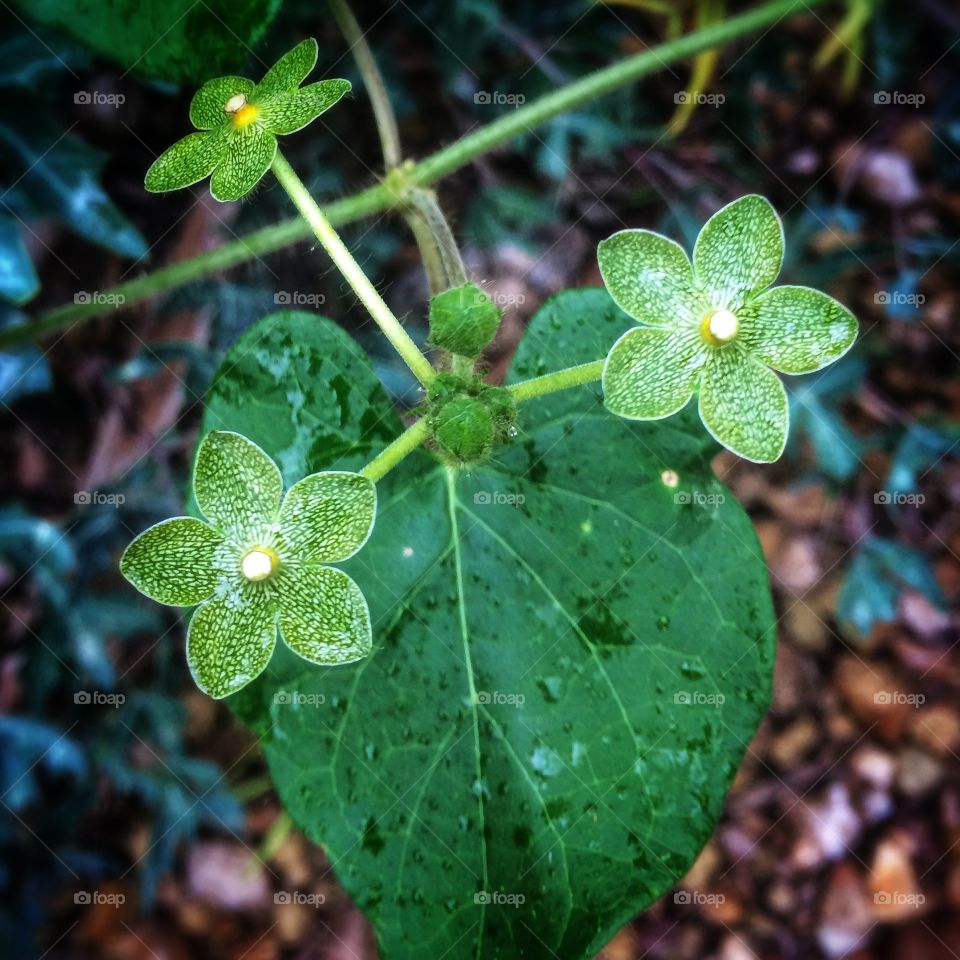 Pretty little plant flower 