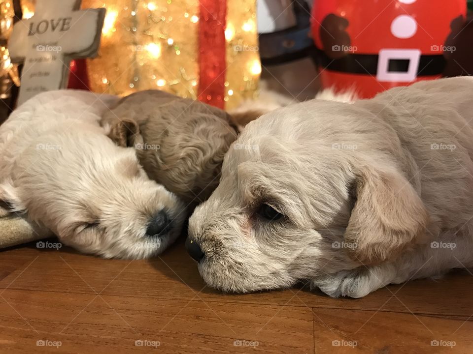 Sweet puppies