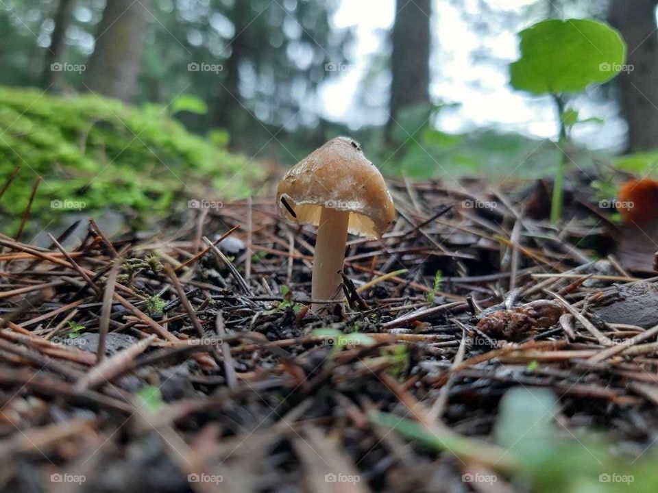 mushroom