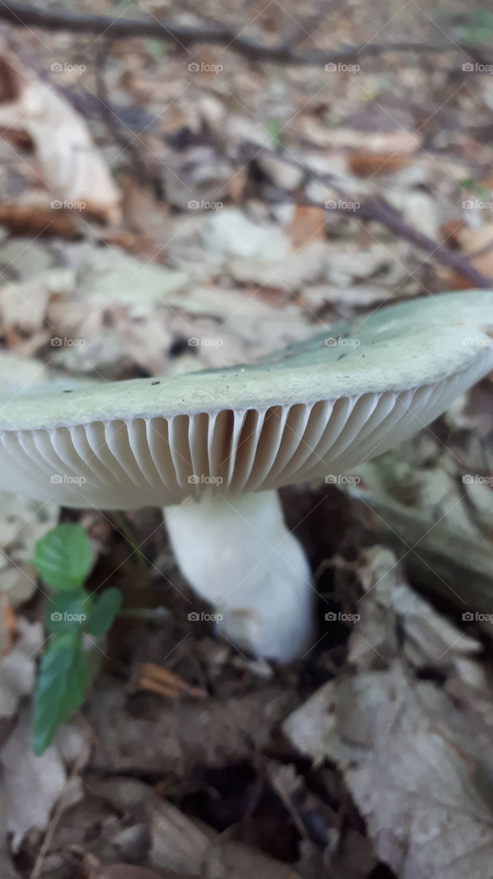 Rassula cyanoxantha - zelena krasnica