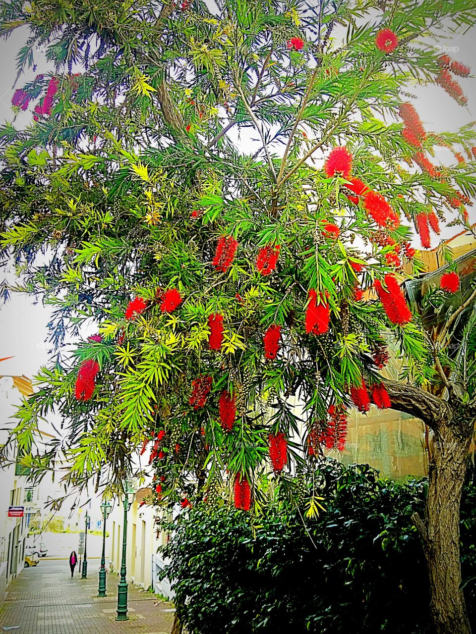 tree with red flowers