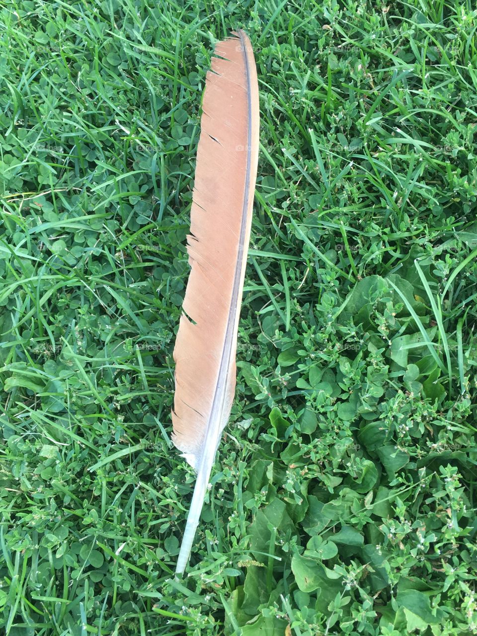 Peacock wing feather