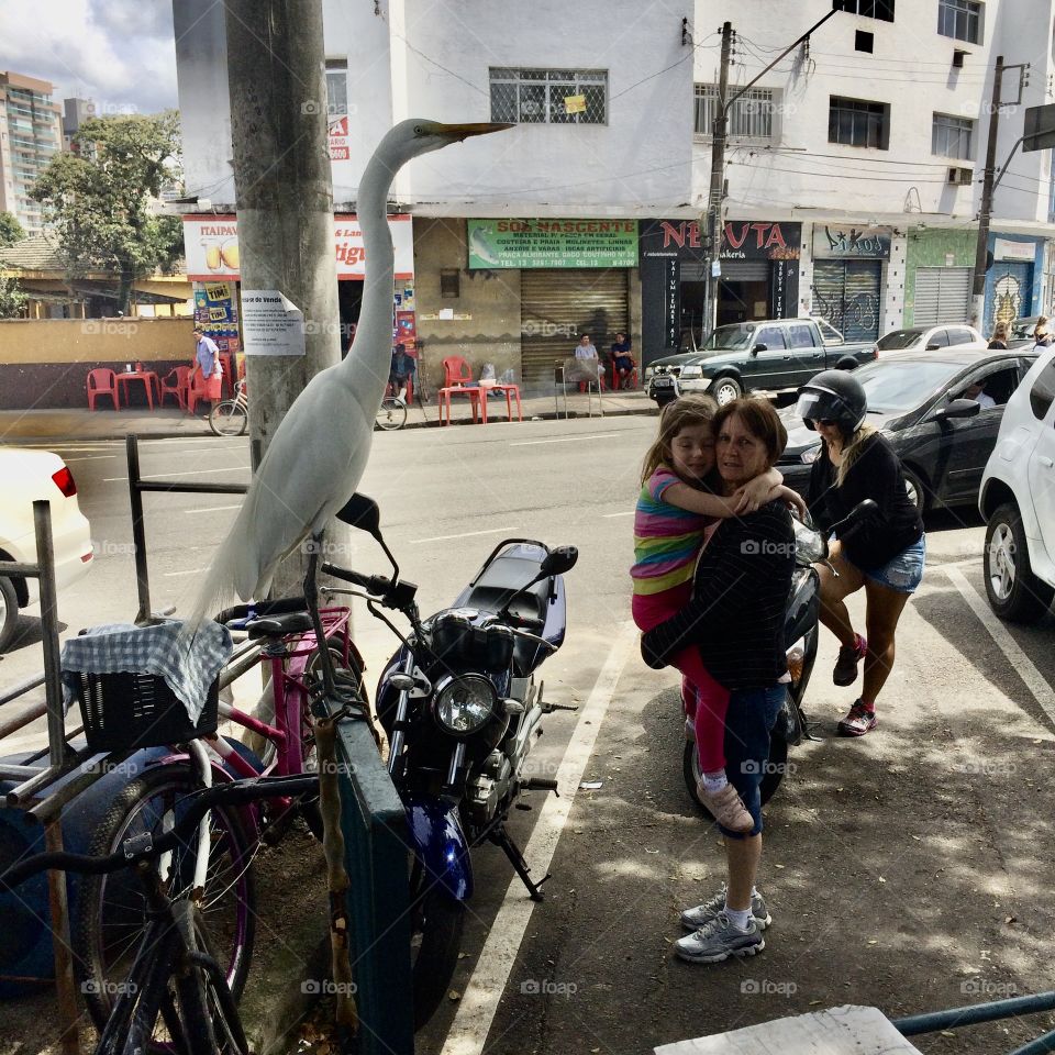 Uma garça se exibindo perto do Mercado Municipal do Peixe, em Santos. Um ligar muito legal. 