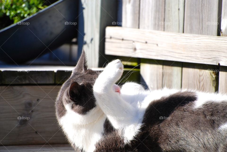 Close-up of a cat