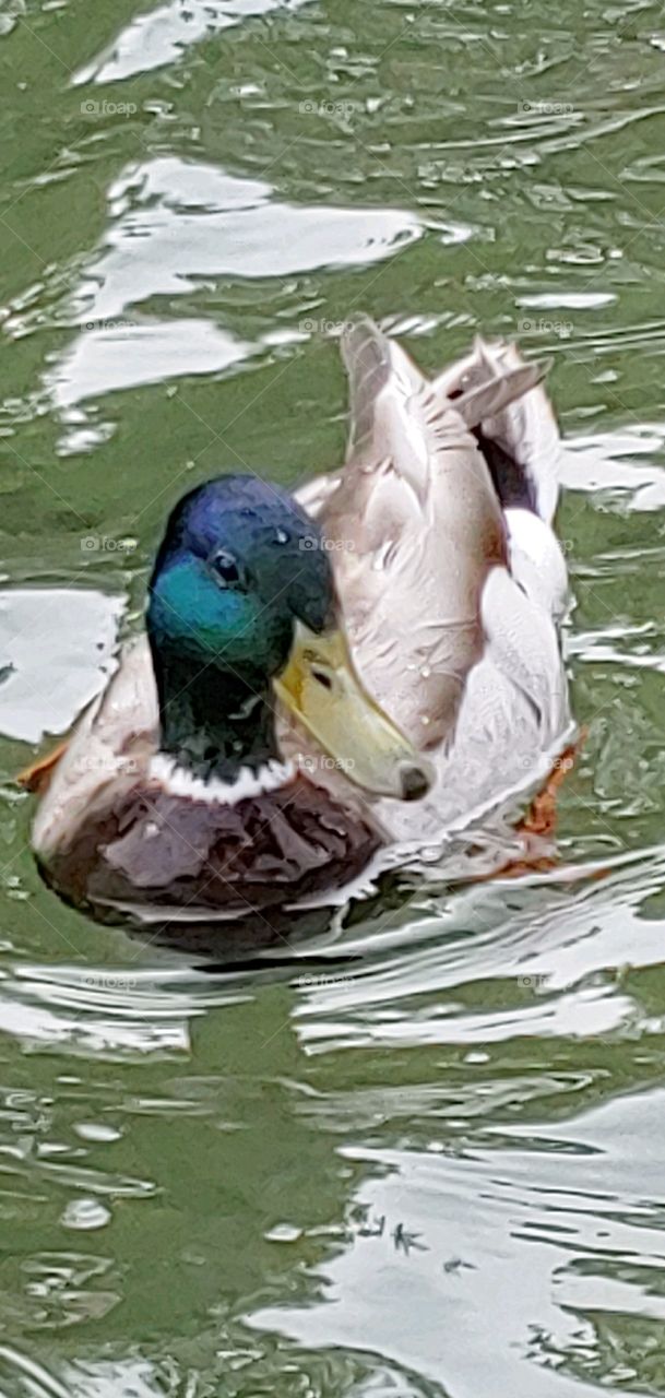 A Beautiful Duck!