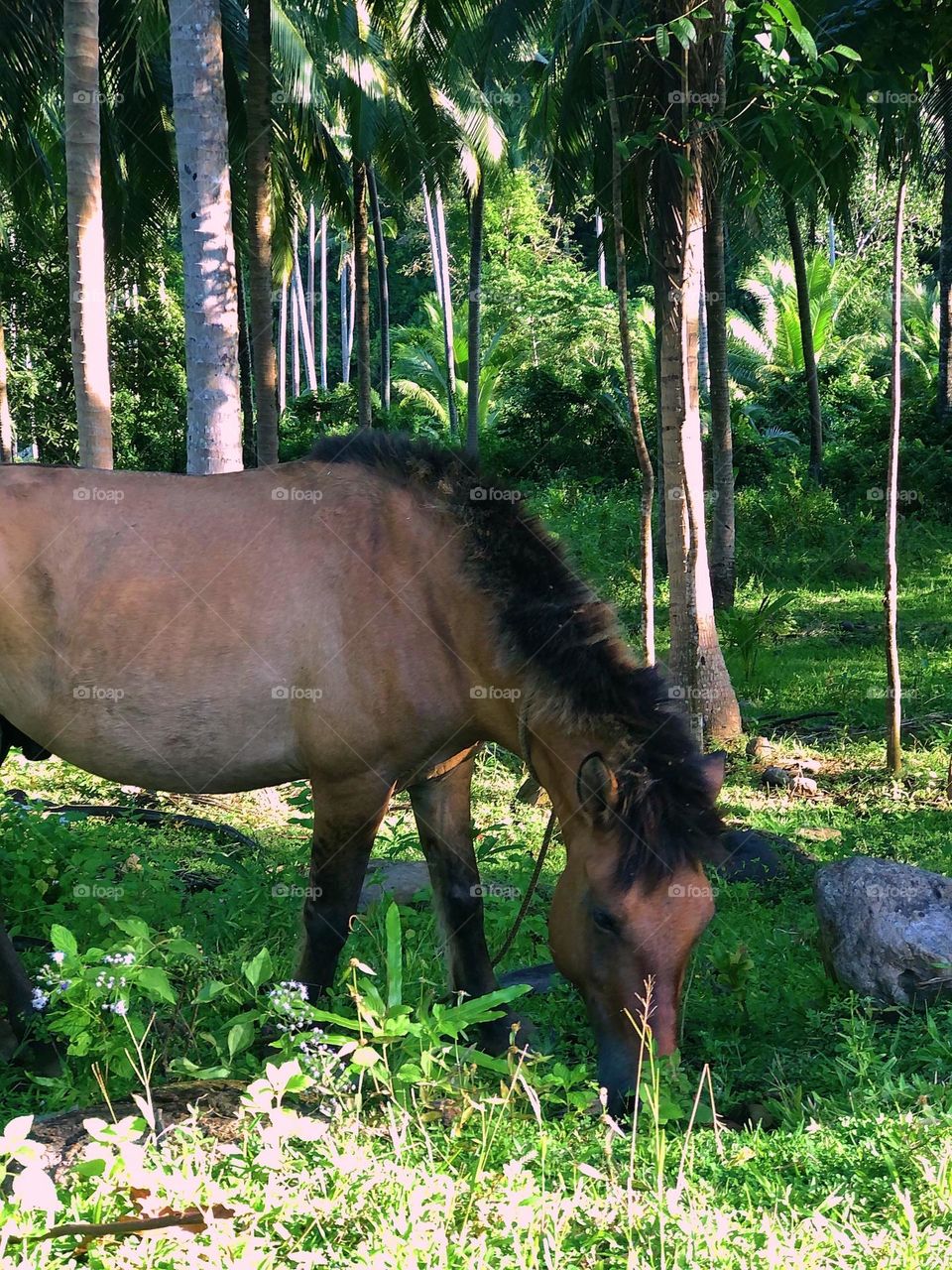 A horse in poetry in motion