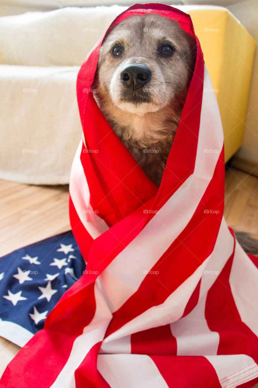 American dog