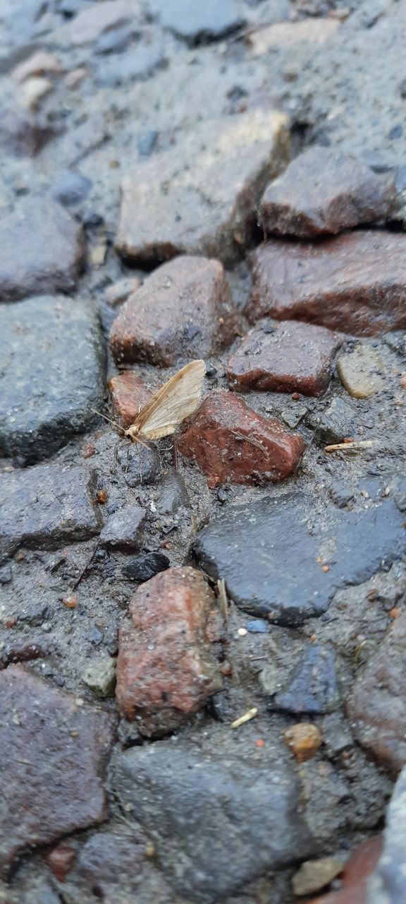 born to fly in the dirt