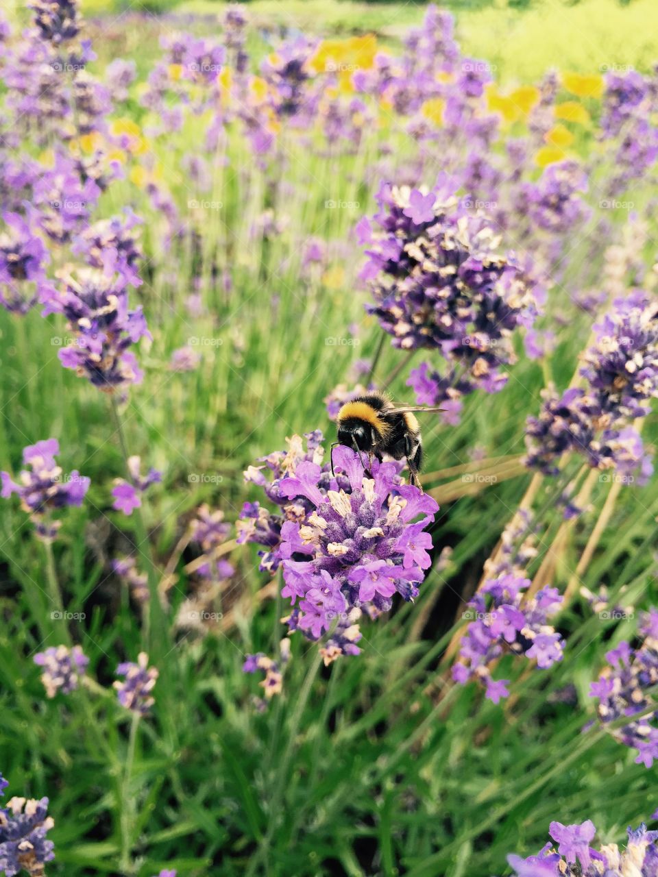 Bumblebee summer. Bumblebee on purple flower at Katrinetorp