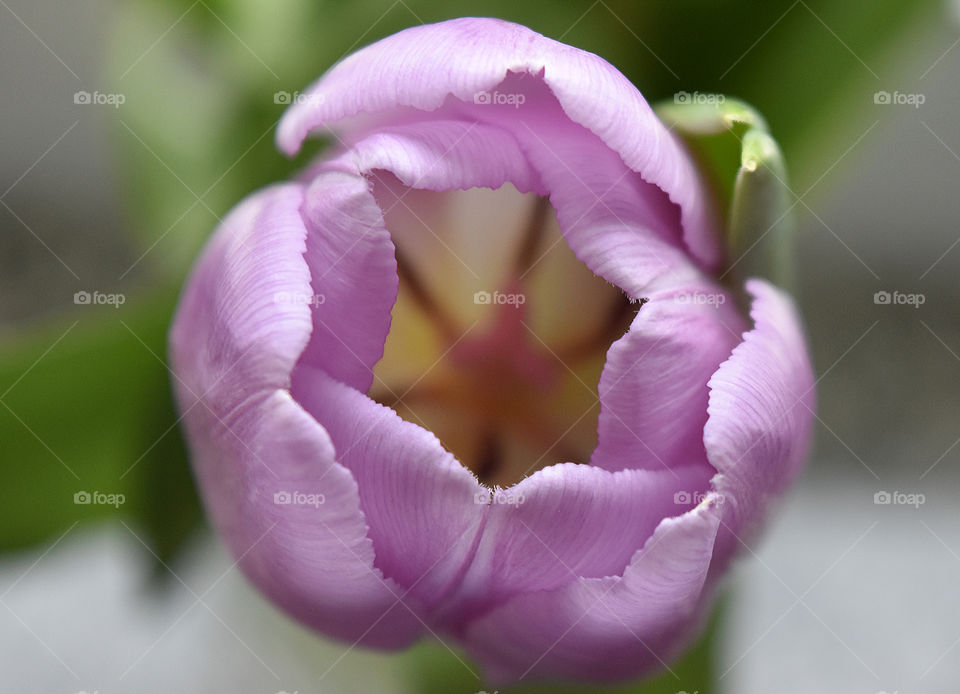 High angle view of tulip flower