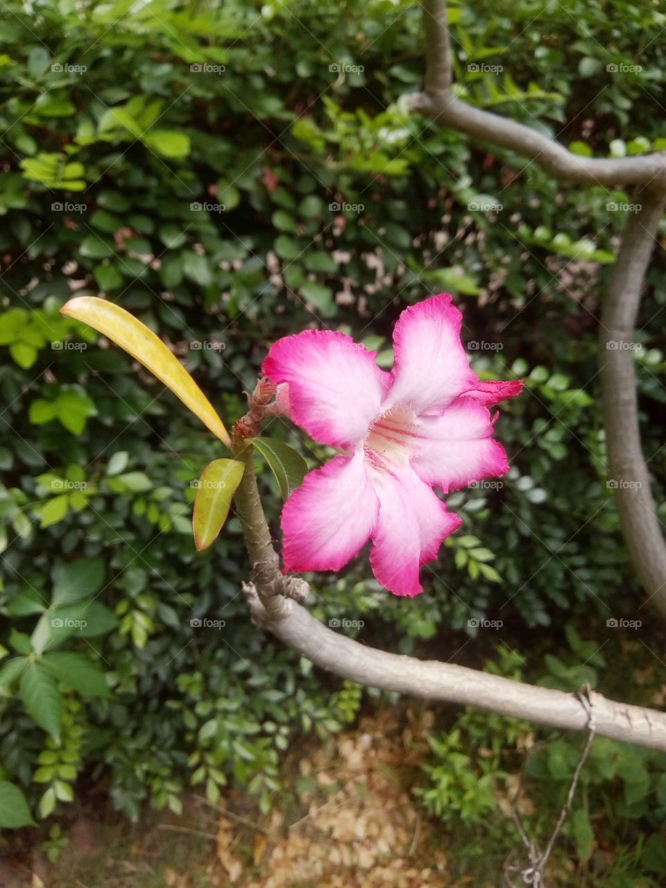 pink Flower