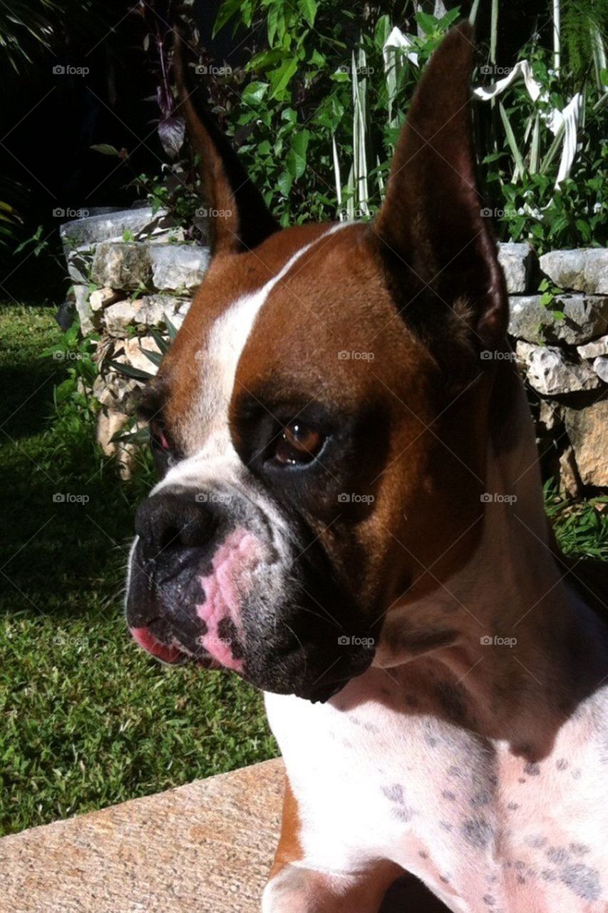 Boxer dog