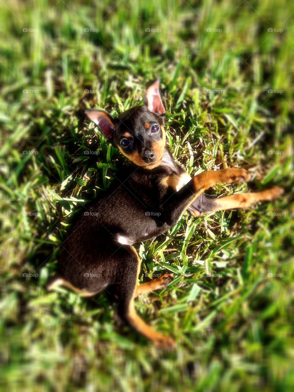 Cute pet playing on the grass