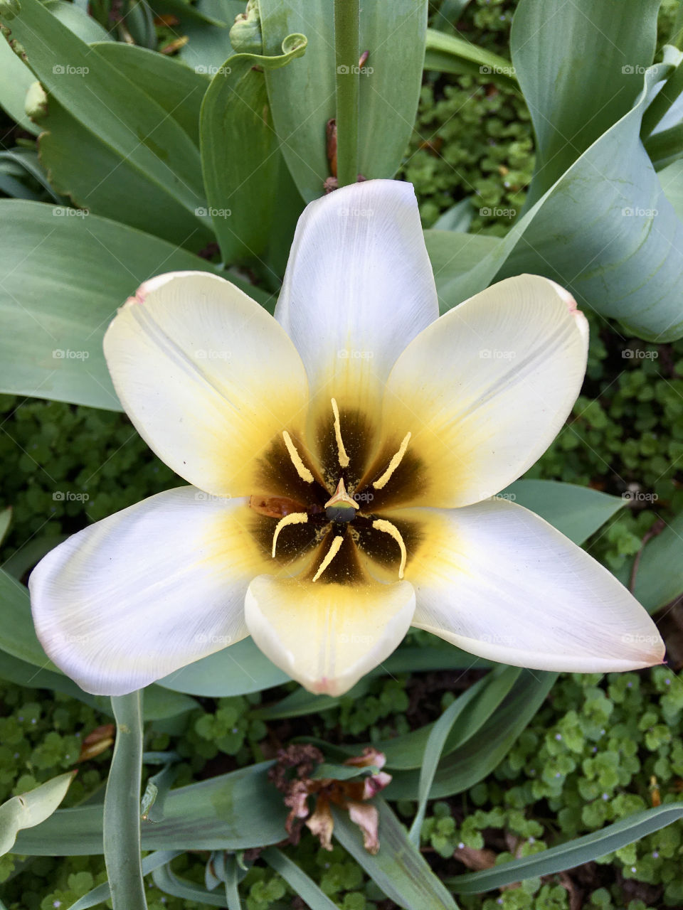 Didier's tulip (Tulipa gesneriana) is an ornamental bulbous plant native to southwest Asia. 