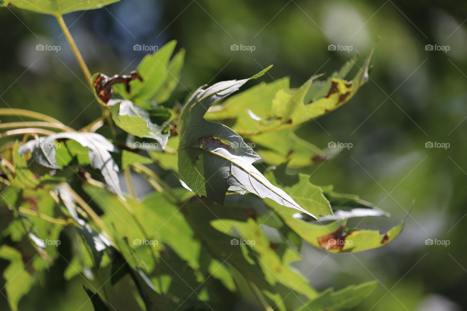Tree Branch with Leaves
