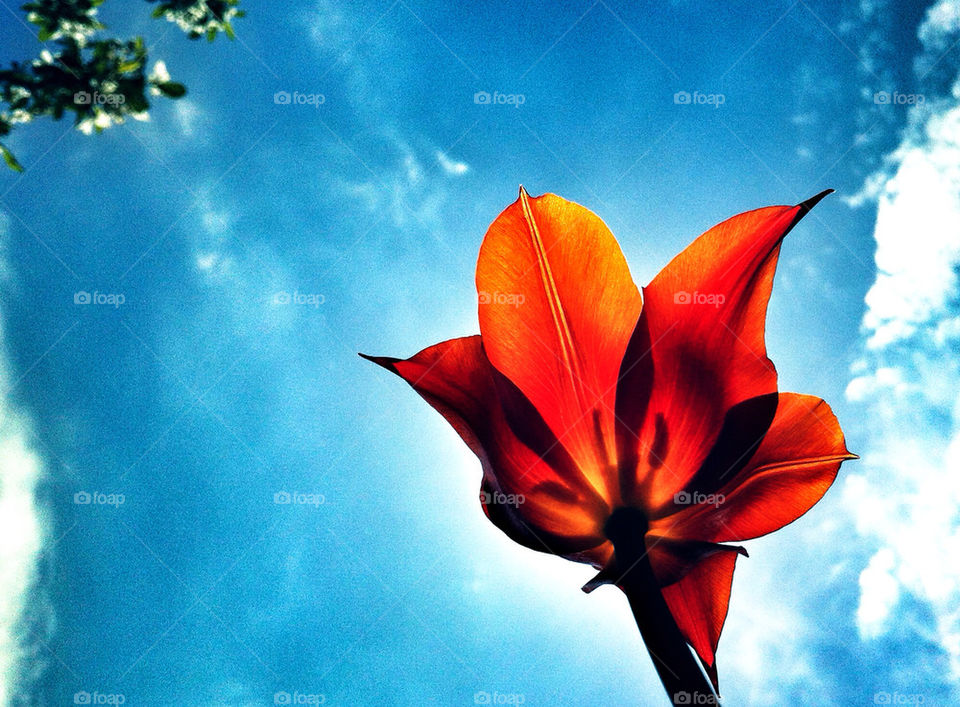 sky spring flowers garden by campbellrobertson