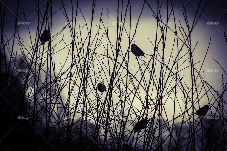 roosting birds