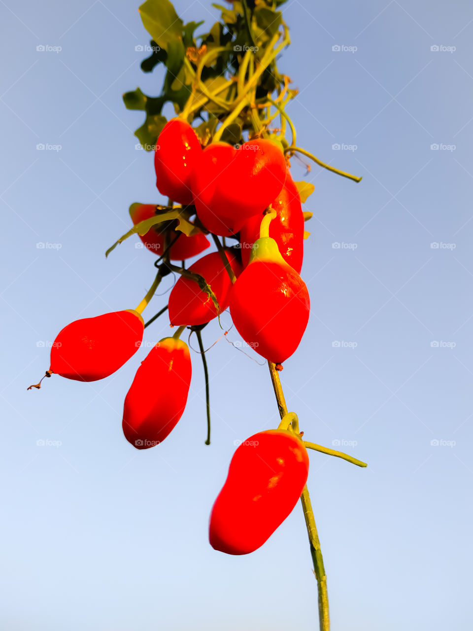 Ripe ivy gourd, Coccinia grandis, hanging on the vine against the backdrop of the sky