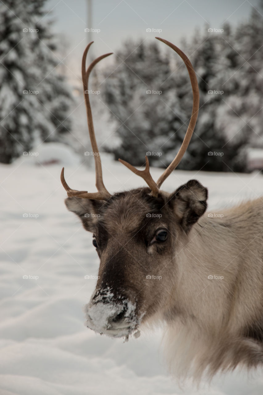 Close-up of a reindeer