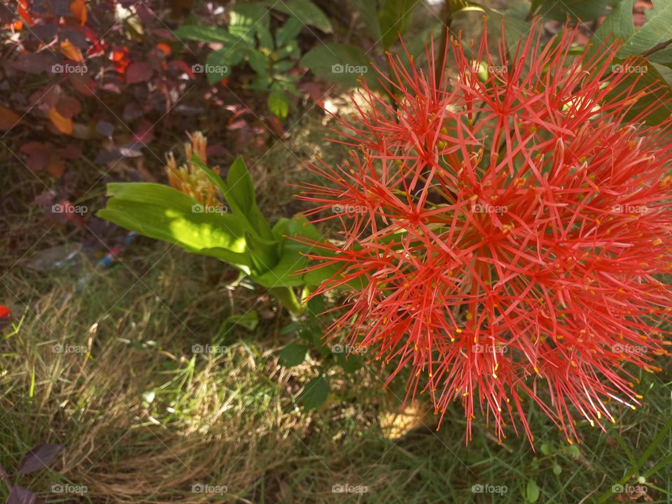 Scadoxus multiflorus in bloom growing in the yard