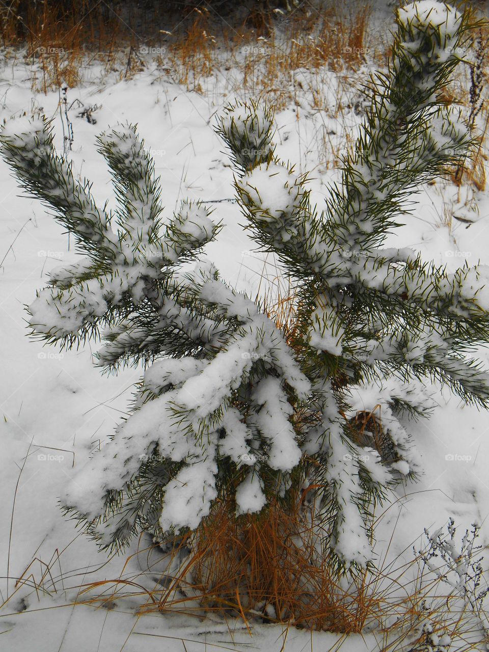 Winter, Snow, Tree, Christmas, Pine