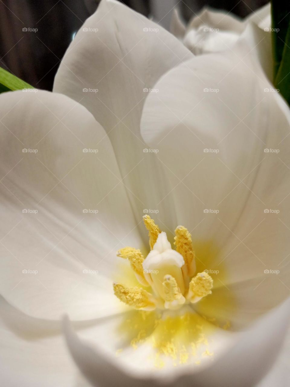 Cute white tulip 🌷 Looks amazing from the inside 📷🤍💮