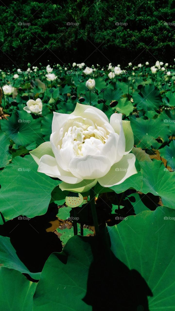 Serene beauty of the white lotus field