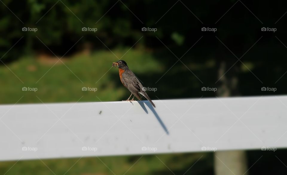 Bird with worms in mouth