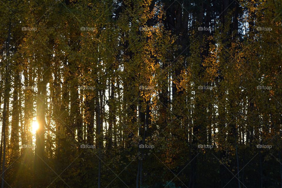 forest trees beautiful landscape in the sunset background