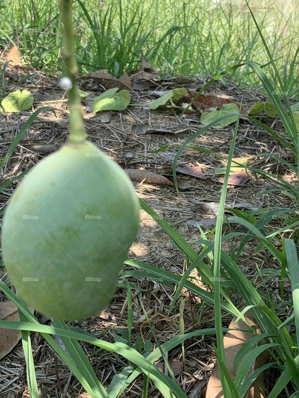 The stories of the mango, Countryside @ Thailand.