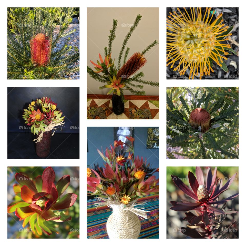 My favourite hobby. Love taking photos of my plants and creating arrangements in vases that I have created from recycling glass jars, bottles and revamping vases.