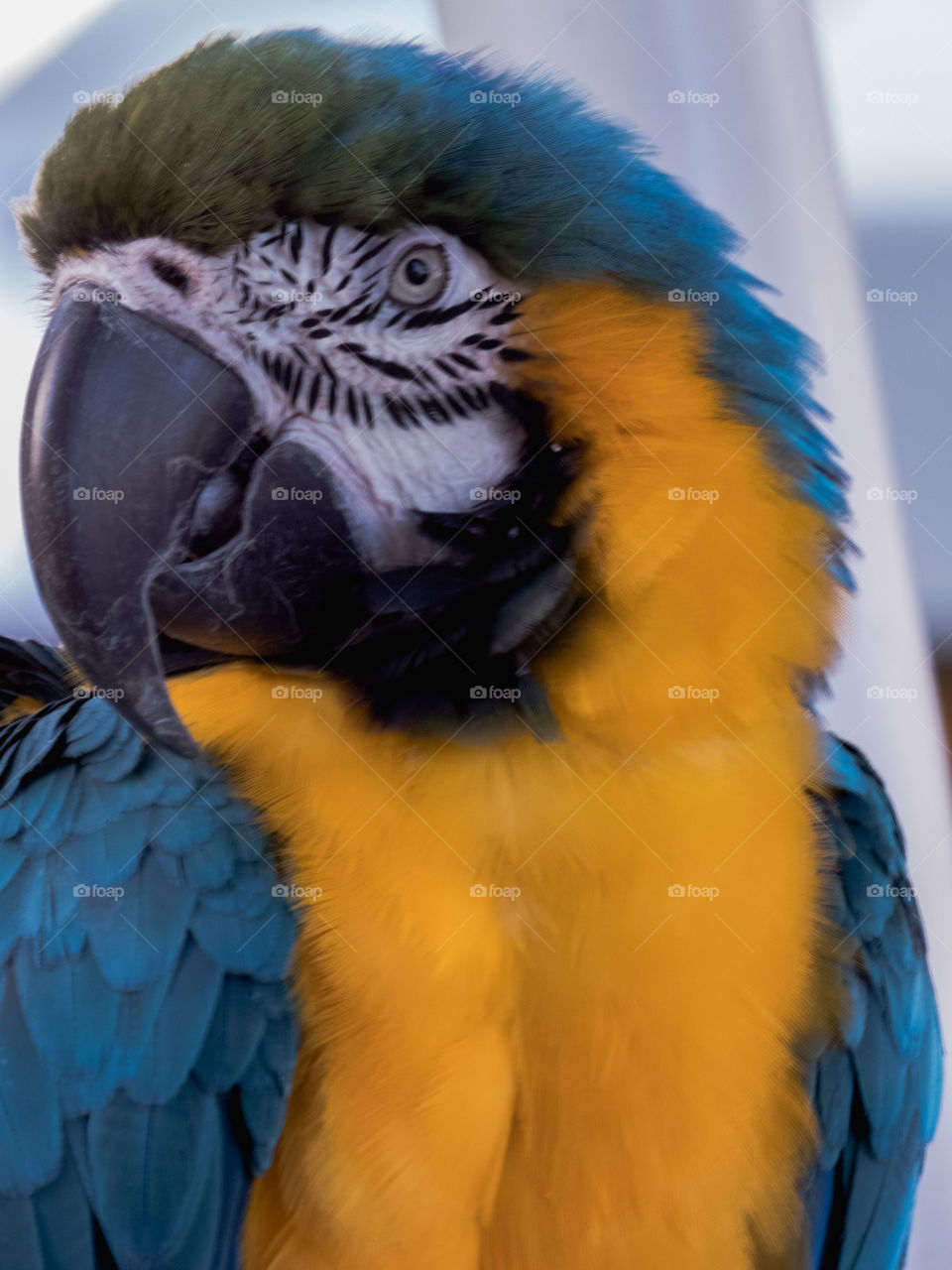 Macaw on the beach