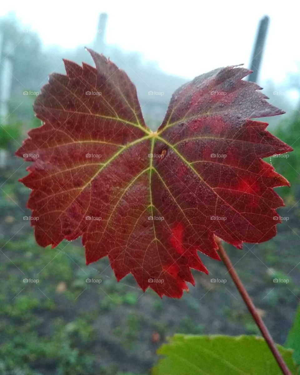 Vine leaf with dew in the autumn.