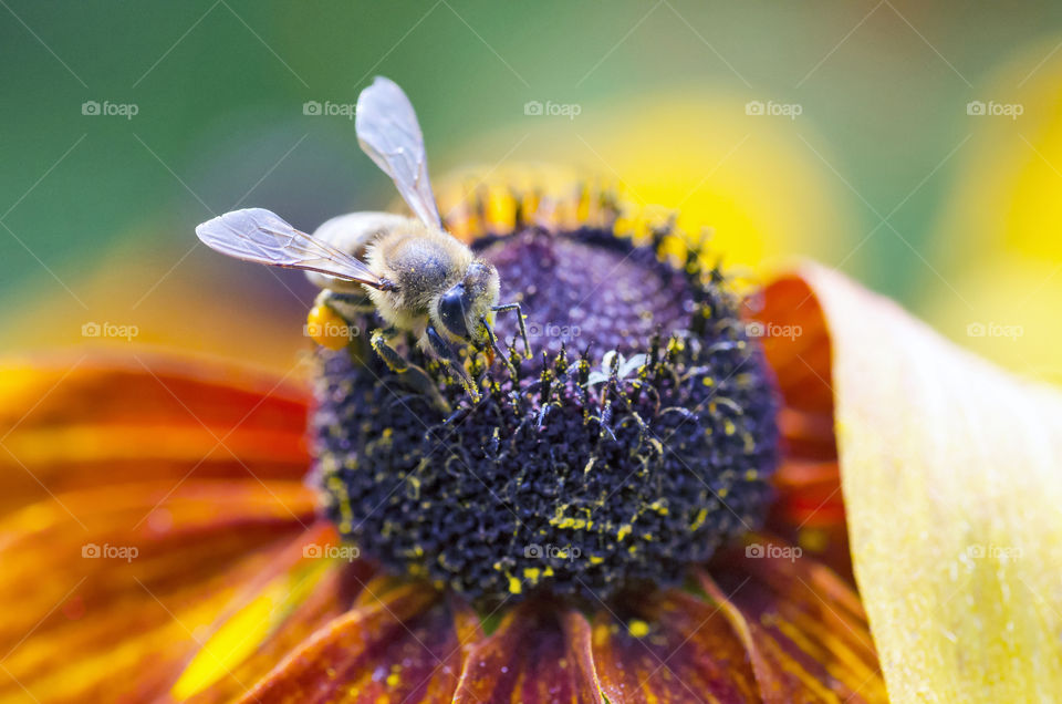 Bee on a flower