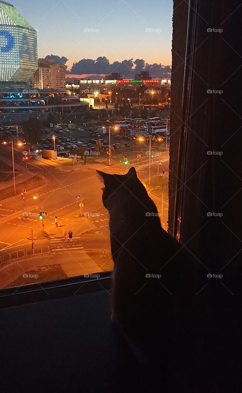 beautiful night light street view, windows magic light, cityscape and cat pet