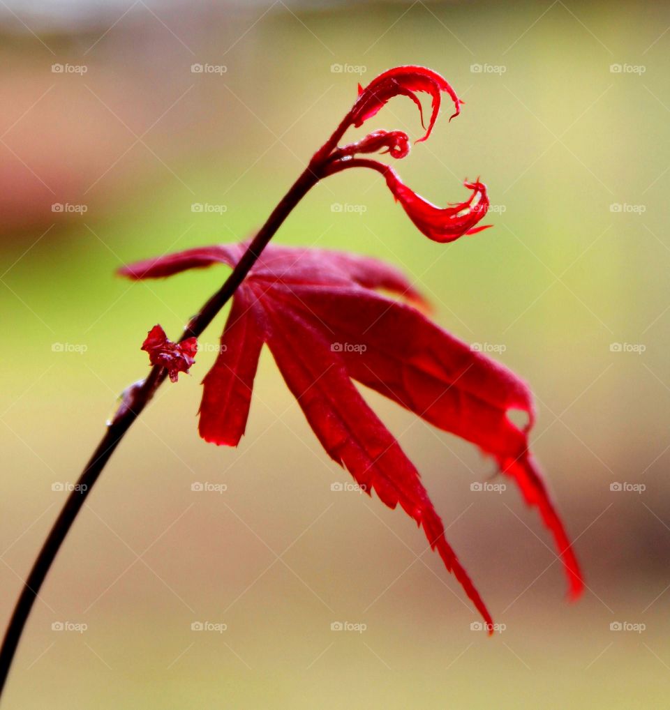 red maple leaves reaching out.