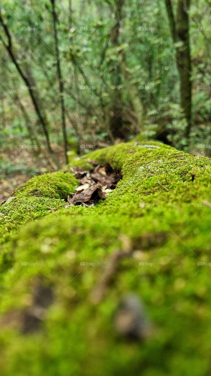 Moss growing on a fallen down tree in the forest.