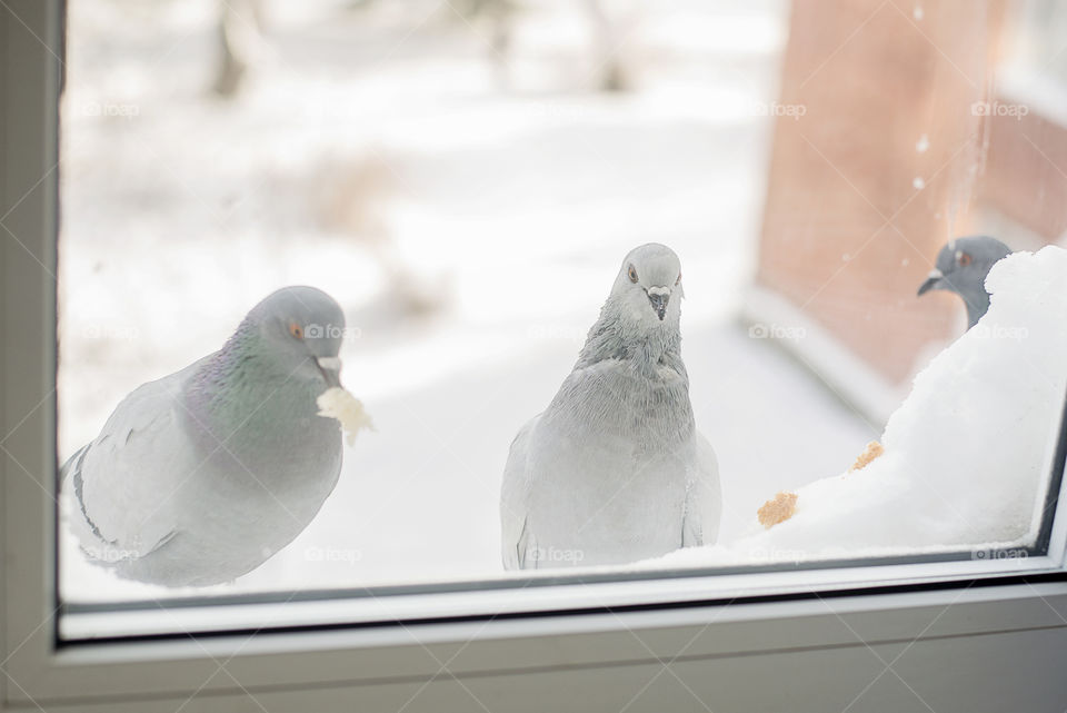 pigeons perching outside the window