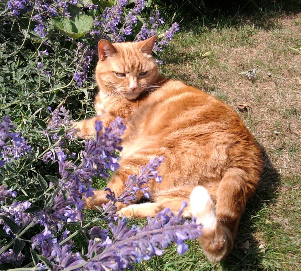cat in lavender