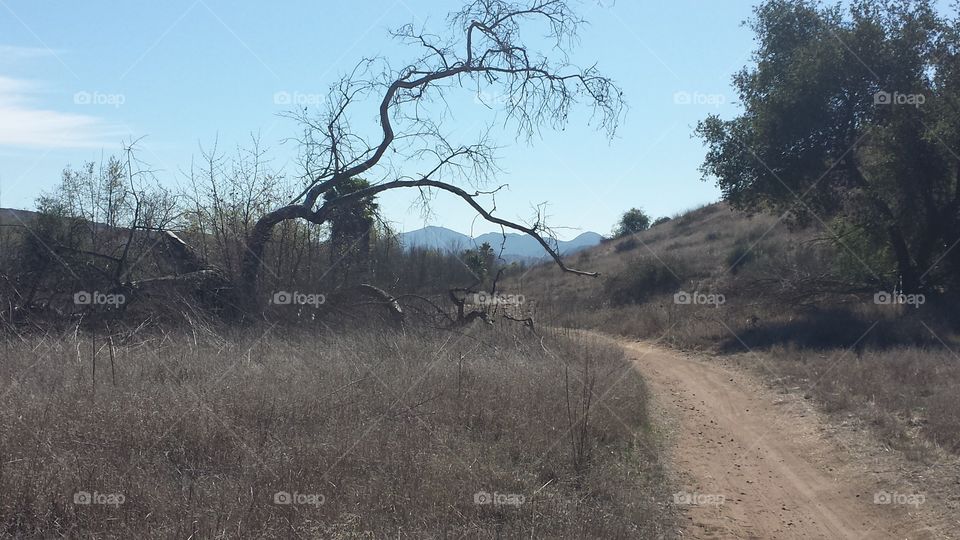 Burnt Tree