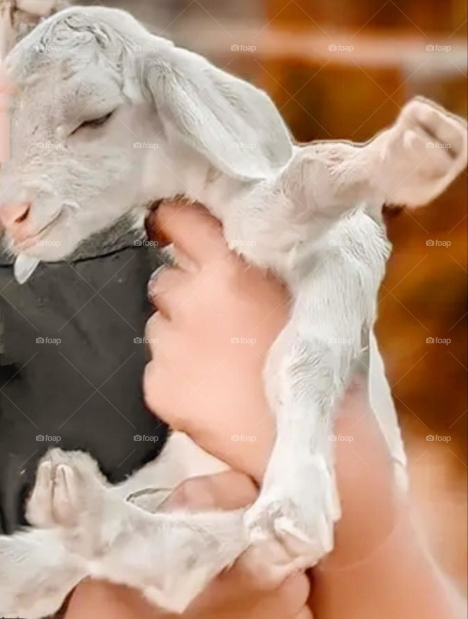 my most beautiful and cute baby goat.