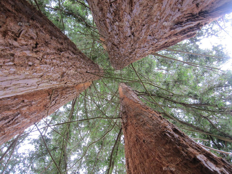 Tree, Wood, Nature, Environment, Bark